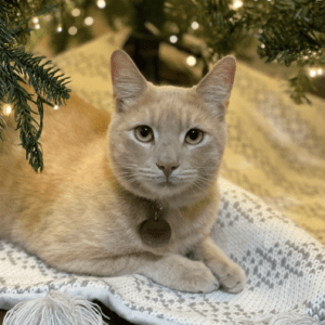 christmas pet portrait of orange cat.